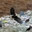 Trash Eagle