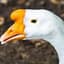 goose
