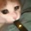 Sad Cat with a Juul