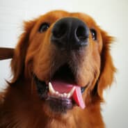 Sören
