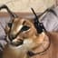 SUPERCAT1209