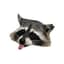 raccoon