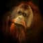 ALLKNOWINGORANGUTANG