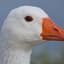 Goose