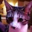 Bullcat1337