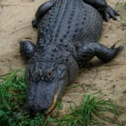 gatorr1078