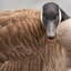 SavageGeese