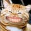 Al Catzone