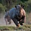 The Black Rhino
