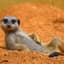 MeerkatMike_