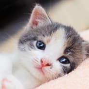 HistoricalKitty