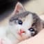 HistoricalKitty