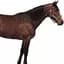 horsin around