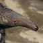 theANTeater