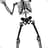 Skeleton