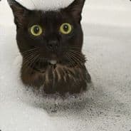 Mowzer