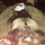 Ferret