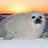 Harp Seal