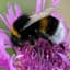 BumbleBee