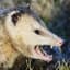 opossum rage