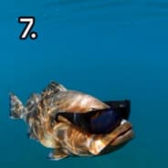 Johnnyapple117