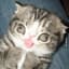 DoWn SynDRoMe cAt