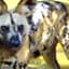 Wilddog