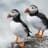Puffin