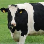 TheCow567
