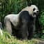 Baboon King
