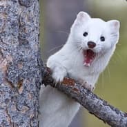 [BiO] TreeWeasel