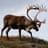 Caribou