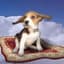skydoggames