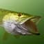 pike