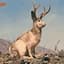 jackalope