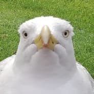 Kroucant