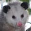 POPOSSUM