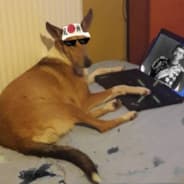 Shiba z Wishe