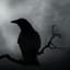 Crow