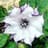 Datura Dealer