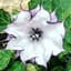 Datura Dealer
