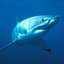 The White Shark