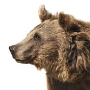 D' Bearz
