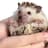 hedgehog