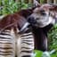 iamtheokapi