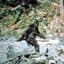 Ol' Reliable Bigfoot