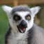Lemur