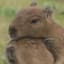 Capybaraaa