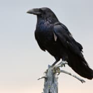 _Raveneye_