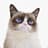 Grumpy_Cat